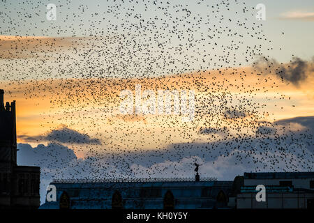 Aberystwyth Wales UK, Sonntag 12 November 2017 UK Wetter: bei Sonnenuntergang an einem hellen und bitterkalten Novemberabend in Aberystwyth stürzen Tausende von Starlingen in fantastischen „Murrationen“ am Himmel über den Dächern, bevor sie hinabsteigen, um die Nacht auf den Beinen unter dem viktorianischen Küstenpier der Stadt zu verbringen. Foto © Keith Morris / Alamy Live News Stockfoto