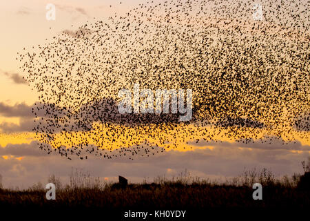 Burscough, Merseyside, UK Wetter 12 November 2017. Spektakuläre Starling Herden mumurate über Martin bloße Naturschutzgebiet bei Sonnenuntergang als schätzungsweise 50 tausend Stare am Angriff von einem kalten Winter sammeln, und frühe Nächte löst in diesem Herbst sammeln und Gruppierungen. Das Geräusch oder Rattern, die Interaktion zwischen den riesigen Zahlen, wie sie fliegen, ist sehr intensiv und wird gedacht, Teil einer Kommunikation von Art. Diese riesigen Herden sind die Größten der letzten 12 Jahre gesehen, und hohe Attraktivität für Vogelbeobachter in den Bereich. Kredit. MediaWorldImages/AlamyLiveNews Stockfoto