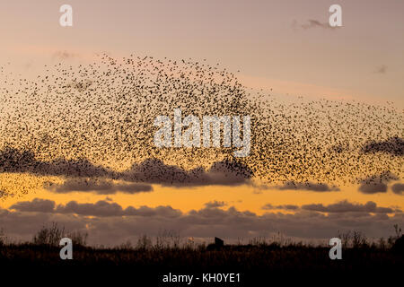 Burscough, Merseyside, UK Wetter 12 November 2017. Spektakuläre Starling Herden mumurate über Martin bloße Naturschutzgebiet bei Sonnenuntergang als schätzungsweise 50 tausend Stare am Angriff von einem kalten Winter sammeln, und frühe Nächte löst in diesem Herbst sammeln und Gruppierungen. Das Geräusch oder Rattern, die Interaktion zwischen den riesigen Zahlen, wie sie fliegen, ist sehr intensiv und wird gedacht, Teil einer Kommunikation von Art. Diese riesigen Herden sind die Größten der letzten 12 Jahre gesehen, und hohe Attraktivität für Vogelbeobachter in den Bereich. Kredit. MediaWorldImages/AlamyLiveNews Stockfoto