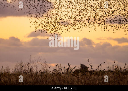 Burscough, Merseyside, UK Wetter 12 November 2017. Spektakuläre Starling Herden mumurate über Martin bloße Naturschutzgebiet bei Sonnenuntergang als schätzungsweise 50 tausend Stare am Angriff von einem kalten Winter sammeln, und frühe Nächte löst in diesem Herbst sammeln und Gruppierungen. Das Geräusch oder Rattern, die Interaktion zwischen den riesigen Zahlen, wie sie fliegen, ist sehr intensiv und wird gedacht, Teil einer Kommunikation von Art. Diese riesigen Herden sind die Größten der letzten 12 Jahre gesehen, und hohe Attraktivität für Vogelbeobachter in den Bereich. Kredit. MediaWorldImages/AlamyLiveNews Stockfoto