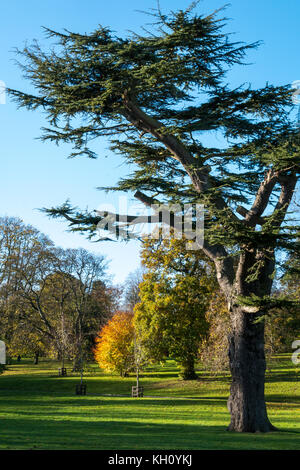 Vogrie Country Park, Midlothian, Schottland, Vereinigtes Königreich, 12. November 2017. Wunderschöne Sonnenschein an einem kalten Herbsttag im Vogrie Park werfen lange Schatten, und zeigen Sie, dass die Gelb und Gold Farben Stockfoto