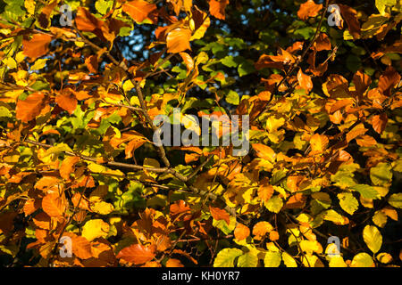 Schottland, Vereinigtes Königreich, 12. November 2017. Nahaufnahme von sonnenbeschienenen gelben und goldenen Herbstblättern auf einer Buche Stockfoto