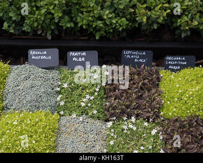 Rauolia Australis, Pratia Alba, Leptinella' Platis Schwarz', Arenaria Caespitosa Aurea Stockfoto