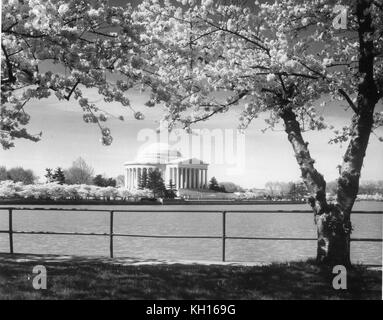 Foto der ikonischen Kirschblüten blühen in der Nähe des Jefferson Memorial entlang der Tidal Basin, Washington, DC, 4-10-61. Foto von Abbie Rowe Stockfoto