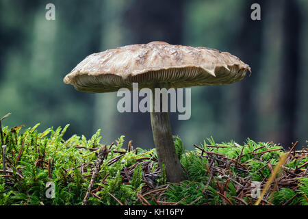 Close-up Makro Foto von einem großen Pilz auf den moosigen Boden der Herbst Wald. Stockfoto