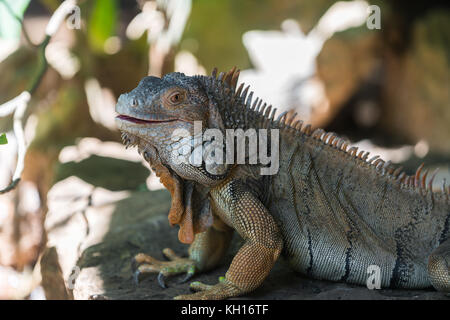 Großen Leguan Eidechse in der wilden close-up Stockfoto