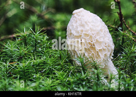 Close-up Makro Foto einer gemeinsamen Exemplar des Gemeinen Stinkmorchels (phallus impudicus) Pilz auf den moosigen Boden der Herbst Wald. Stockfoto