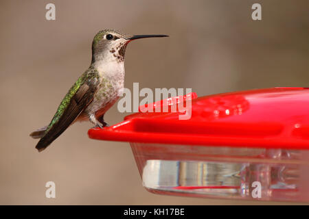 Ein Annas Kolibri, der auf einem Vogelfutterhäuschen pausiert Stockfoto
