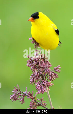 Ein männlicher American goldfinch Pausieren auf lila Blüten. Stockfoto