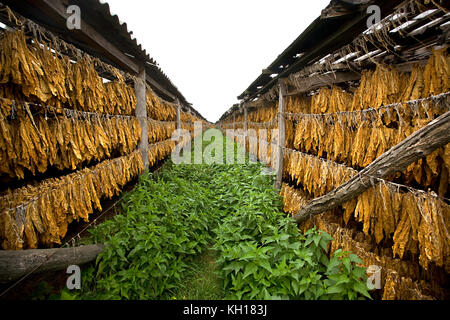 Tabakblätter Trocknen im Schuppen. Stockfoto