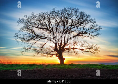 Einsamer Baum in einem Feld, Sonnenuntergang geschossen Stockfoto