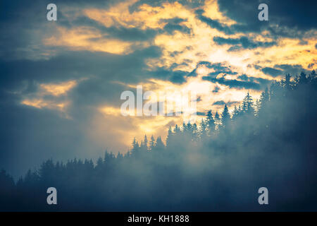 Misty Kiefernwald am Hang in einem Naturschutzgebiet Stockfoto