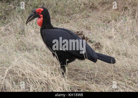 Südliche Hornrabe Kruger np Stockfoto