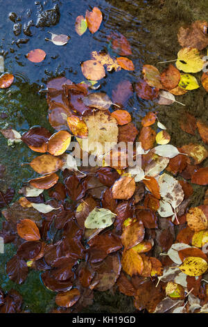 Herbst silber Birke Blätter auf dem Wasser schwimmend. Großbritannien Stockfoto