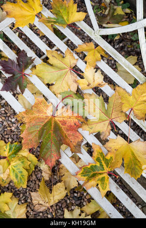 Acer saccharum. Gefallenen Sugar maple Blätter auf einen Gartensitzplatz. Großbritannien Stockfoto