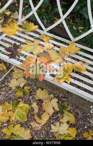 Acer saccharum. Fallensugar ahorn Blätter auf einen Gartensitzplatz. Großbritannien Stockfoto