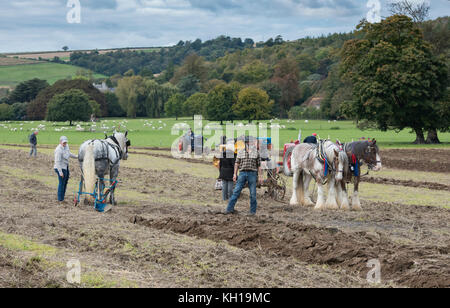 Schweres Pferd pflügen Demonstration bei Weald und Downland Open Air Museum, Herbst Landschaft zeigen, Singleton, Sussex, England Stockfoto