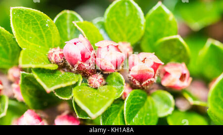 Eine Makroaufnahme der Kleine rosa Blumen eines cotoneaster Bush. Stockfoto