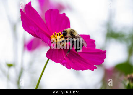 Hummel bestäubt Stockfoto