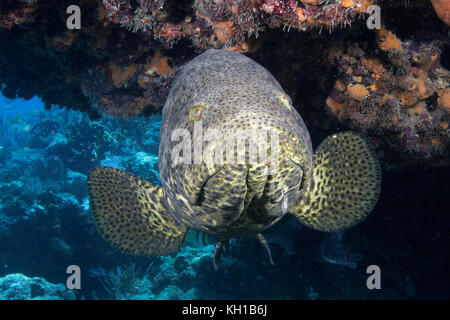 Goliath, Grouper, Epinephelus itajara, gefährdete Arten, Florida Keys National Marine Sanctuary Stockfoto