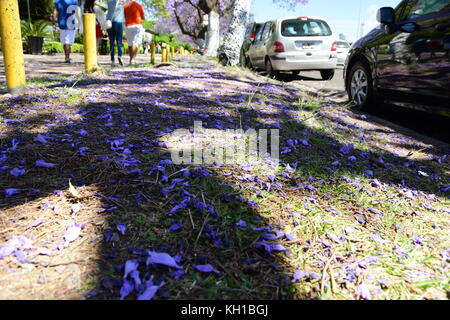 Gefallenen jacaranda Blumen Festlegung auf schattigen Gras neben parkenden Autos auf der belebten Avenue im Viertel Recoleta in Buenos Aires, Argentinien Stockfoto