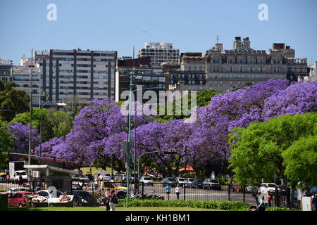 Lila Jacaranda-bäume in voller Blüte Linie buenos aires Straßen im Viertel Recoleta auf Blau Ski gefahren, sonniger Frühlingstag in Argentinien. Stockfoto