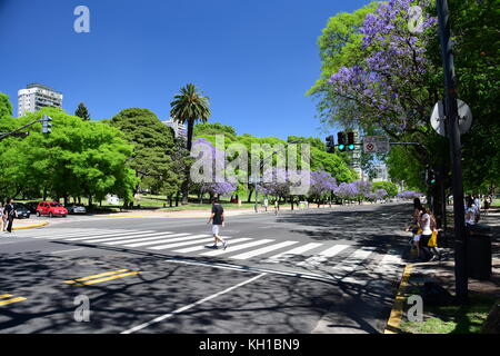 Lila Jacaranda-bäume in voller Blüte Linie buenos aires Straßen im Viertel Recoleta auf Blau Ski gefahren, sonniger Frühlingstag in Argentinien. Stockfoto