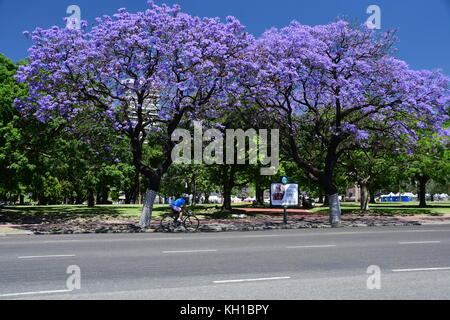 Lila Jacaranda-bäume in voller Blüte Linie buenos aires Straßen im Viertel Recoleta auf Blau Ski gefahren, sonniger Frühlingstag in Argentinien. Radfahrer in Schatten. Stockfoto