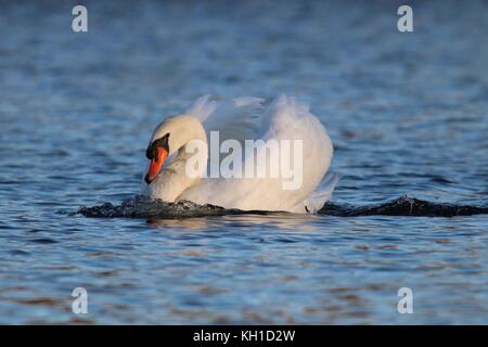 Eine majestätische Höckerschwan schwimmen in Bedrohung Haltung auf dem Wasser eines Sees Stockfoto