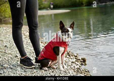 Ein kleiner Hund trägt eine rote Jacke sitzt in der Nähe von Green river Stockfoto