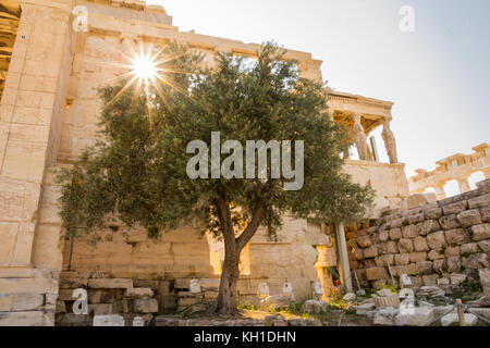 Die aufgehende Sonne blickt durch die Säulen des Erechtheion auf der Akropolis in Athen und wirft ihre Strahlen auf den Olivenbaum, der Legende zufolge sprießt Stockfoto