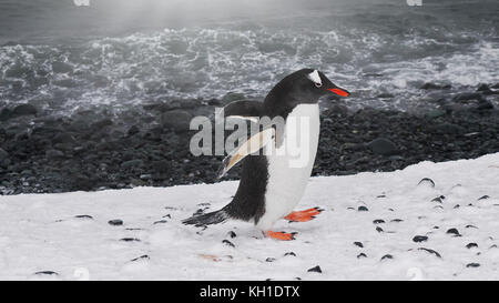 Eine südliche Gentoo Pinguin (Pygoscelis papua ellsworthi) wandern mit Flügeln entlang der Küste von Livingston Island, South Shetland I. ausgestreckten Stockfoto