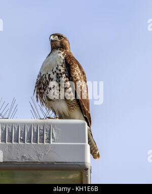 Red-tailed Hawk (Buteo Jamaicensis) Jugendliche in der Nähe von Bird spikes thront. Stockfoto