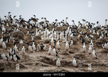 Imperial Kormorane auch bekannt als Blue-eyed krähenscharben Verschachtelung auf Observatorio Insel weg von Staten Island, Argentinien Stockfoto