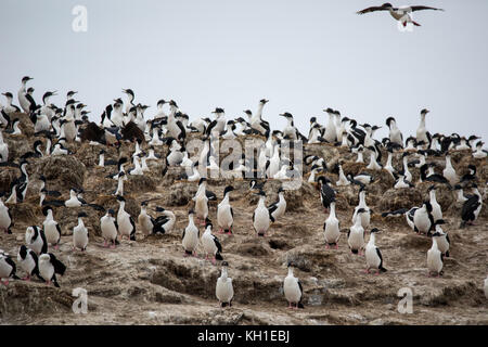 Imperial Kormorane auch bekannt als Blue-eyed krähenscharben Verschachtelung auf Observatorio Insel weg von Staten Island, Argentinien Stockfoto