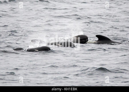 Long-finned Grindwale auftauchen in der äußeren Beagle Kanal von Argentinien Stockfoto