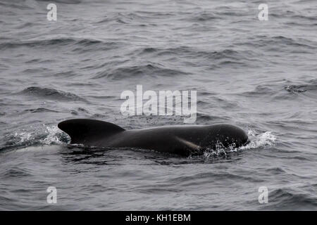 Long-finned Grindwale auftauchen in der äußeren Beagle Kanal von Argentinien Stockfoto