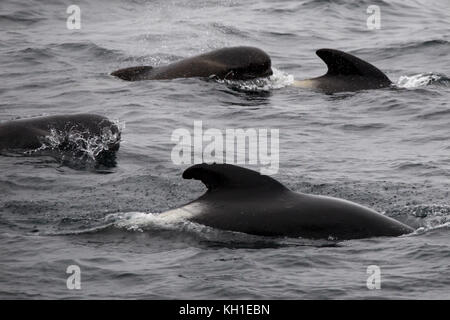 Long-finned Grindwale auftauchen in der äußeren Beagle Kanal von Argentinien Stockfoto