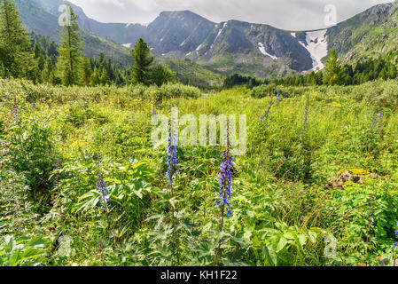 Wiese mit Wildblumen in der Nähe der Vierten See von Karakol Seen in Iolgo Bereich. Republik Altai, Sibirien. Russland Stockfoto