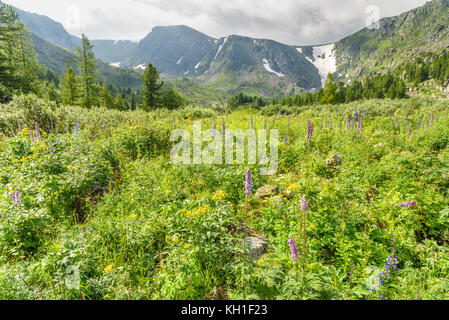 Wiese mit Wildblumen in der Nähe der Vierten See von Karakol Seen in Iolgo Bereich. Republik Altai, Sibirien. Russland Stockfoto