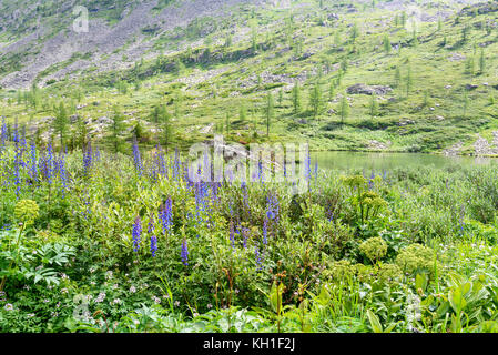 Blick auf den See von Karakol Seen in Iolgo Bereich. Republik Altai, Sibirien. Russland Stockfoto