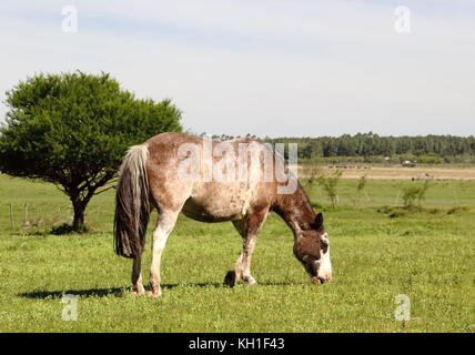 Pferde grasen auf der Weide im Frühling Stockfoto