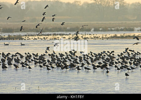 Nördlichen Kiebitz Vanellus Vanellus strömen Landung auf gefrorenen Überschwemmungen Catcott Tiefs Somerset Wildlife Trust Reserve Somerset England Stockfoto