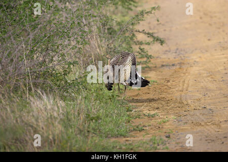 Schwarz-bellied korhaan Eupodotis melanogaster Weibliche in Ablenkung Anzeige Kruger National Park Südafrika Stockfoto