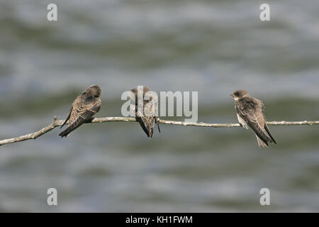 Uferschwalbe Riparia riparia thront in der Nähe von Nest site Stockfoto