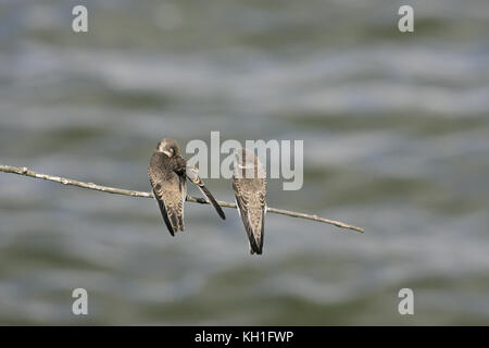 Uferschwalbe riparia riparia thront in der Nähe von Nest site Stockfoto