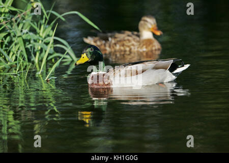 Stockente Anas platyryhynchos Paar auf dem Fluss Avon Hampshire Luken Ringwood Hampshire England Großbritannien Oktober 2012 Stockfoto