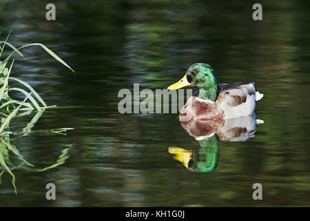 Stockente Anas platyryhynchos Männchen auf dem Fluss Avon Hampshire Luken Ringwood Hampshire England Großbritannien Oktober 2012 Stockfoto