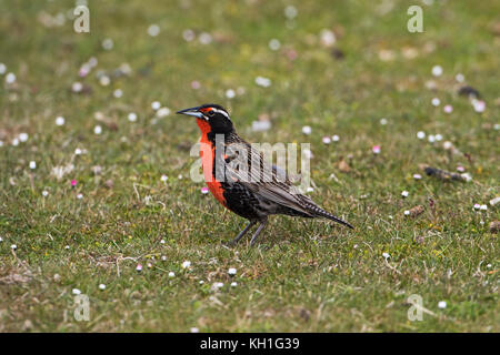 Long-tailed meadowlark Sturnella loyca Falklandica auf daisy Grünland trostlosen Insel Falkland Inseln November 2015 abgedeckt Stockfoto