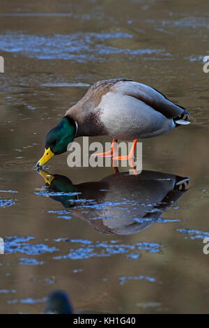 Stockente Anas platyrhynchos Männlich stehend auf teilweise gefrorenen Teich trinken Eyeworth Teich New Forest National Park Hampshire England UK 2016 Stockfoto